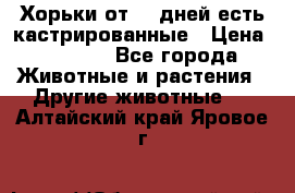   Хорьки от 35 дней есть кастрированные › Цена ­ 2 000 - Все города Животные и растения » Другие животные   . Алтайский край,Яровое г.